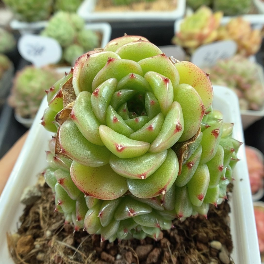 花朵脸麦秆群生378号。