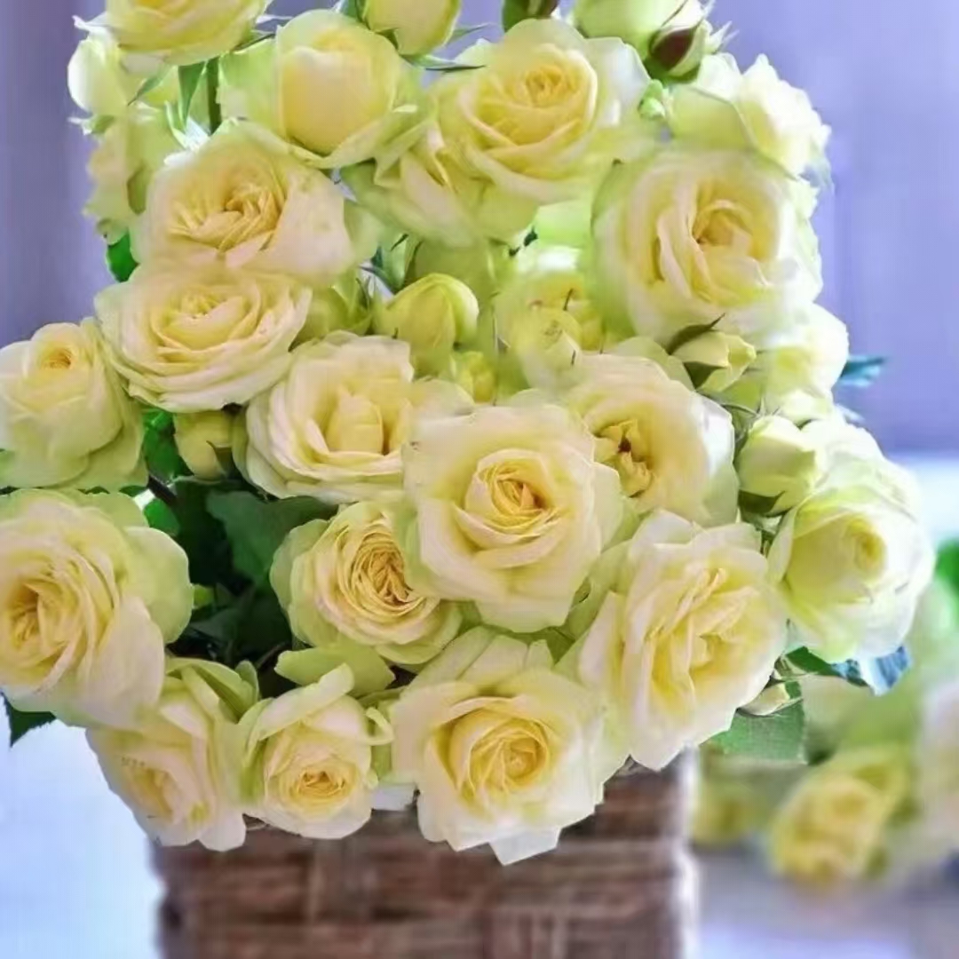 Y【苹果绿】月季大花浓香 阳台庭院盆栽花卉多季节重复开花 好养