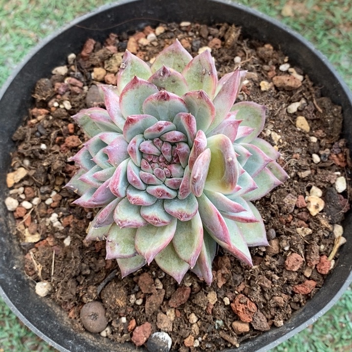 D466- 直播福利 卡系