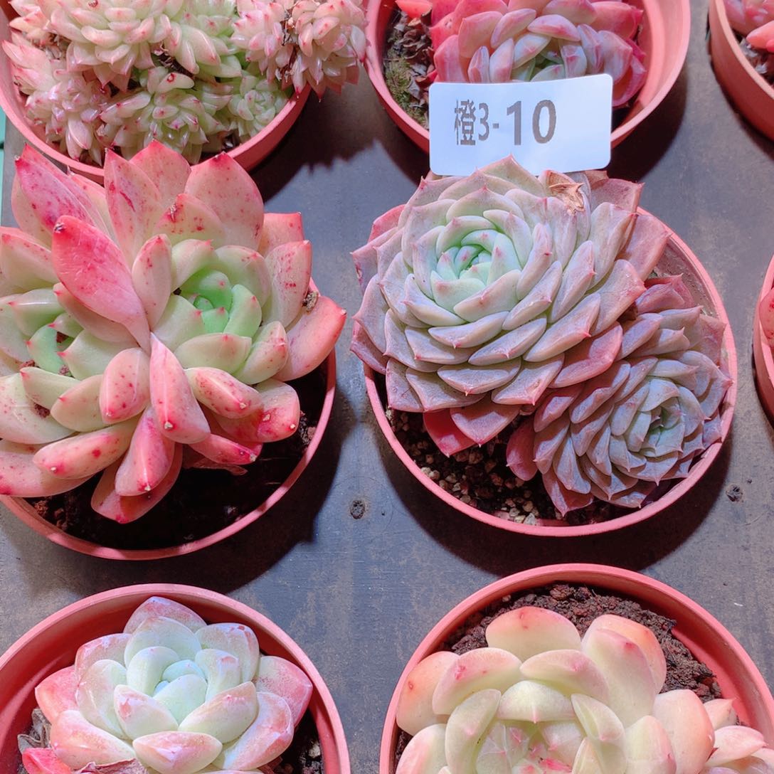 3-10一物一拍多肉带盆9颗