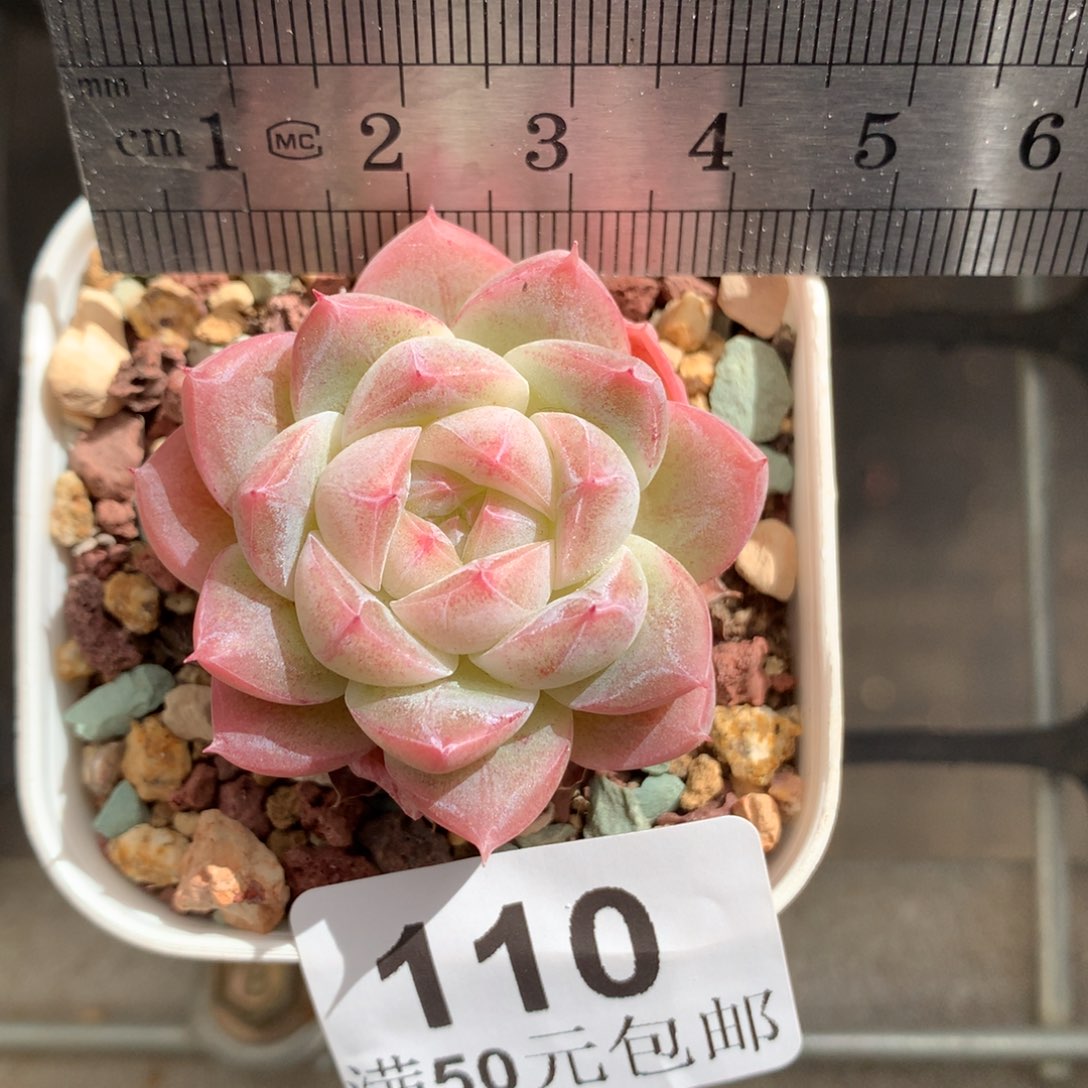 110。奶桃汽水。多肉。