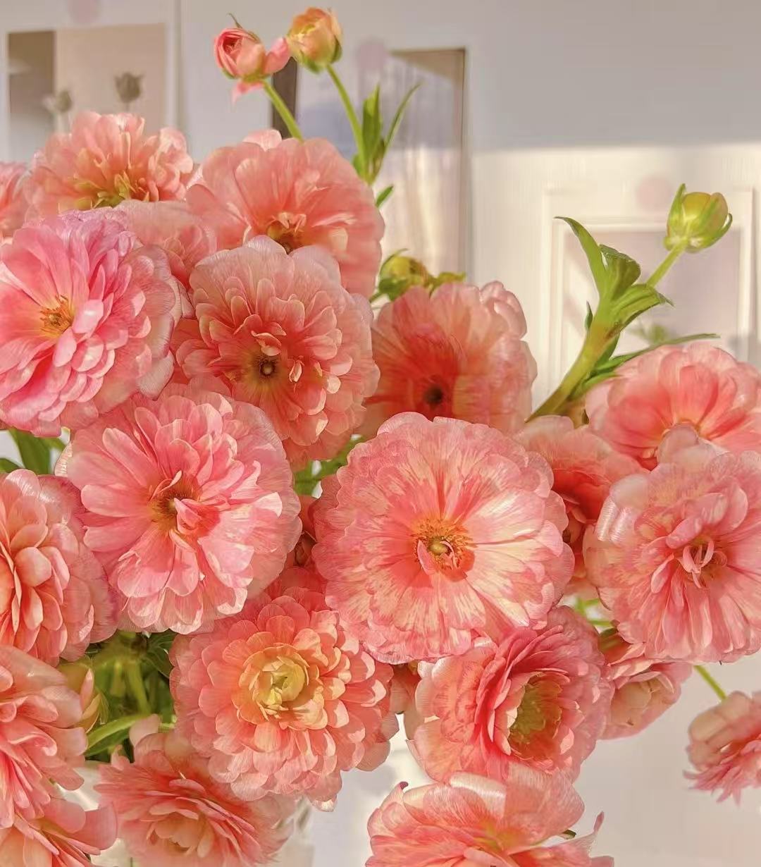 鲑鱼粉蝴蝶洋牡丹一扎收到先醒花，实物以直播间展示为准