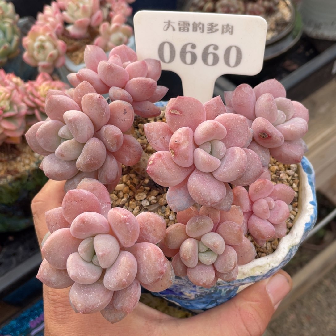 0660白鹭不带盆13厘米