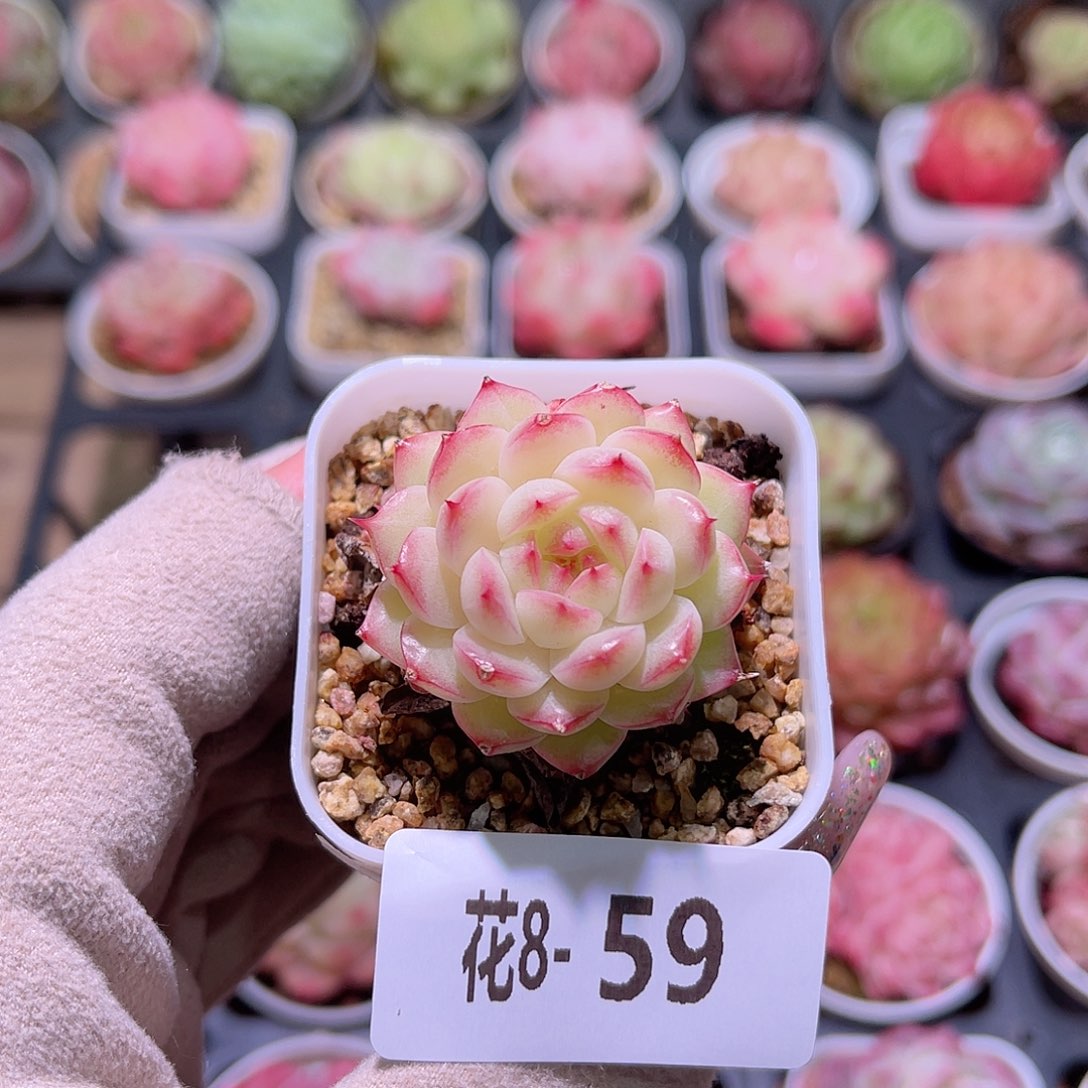 花利美8-59海王 微瑕