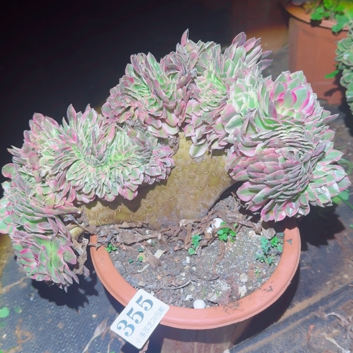 355荔枝缀化多肉植物满28包邮