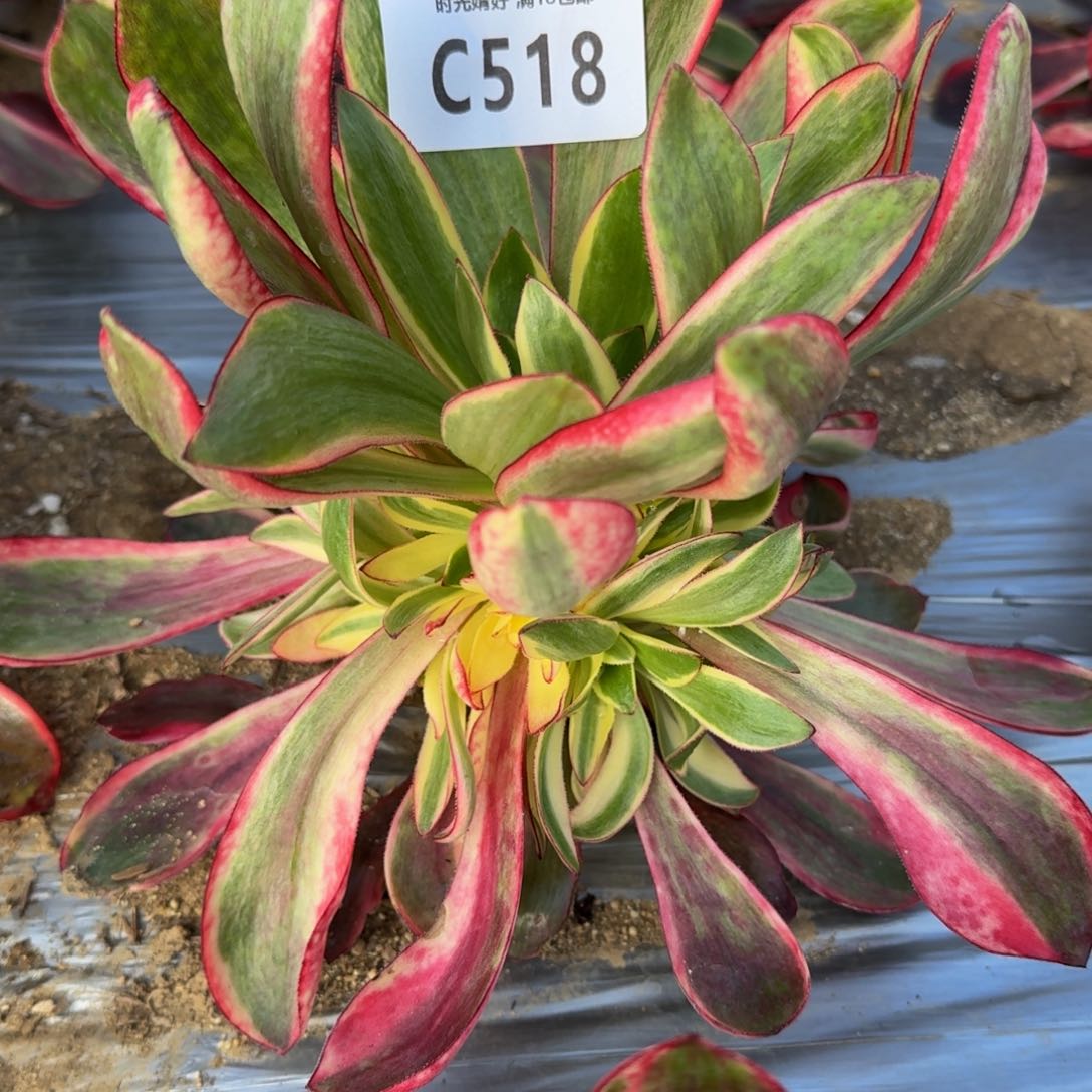 518红魔女多肉植物