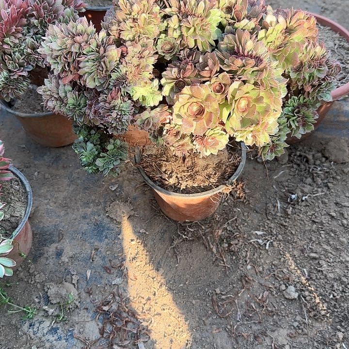 追**雨缀话脱土发货缀话