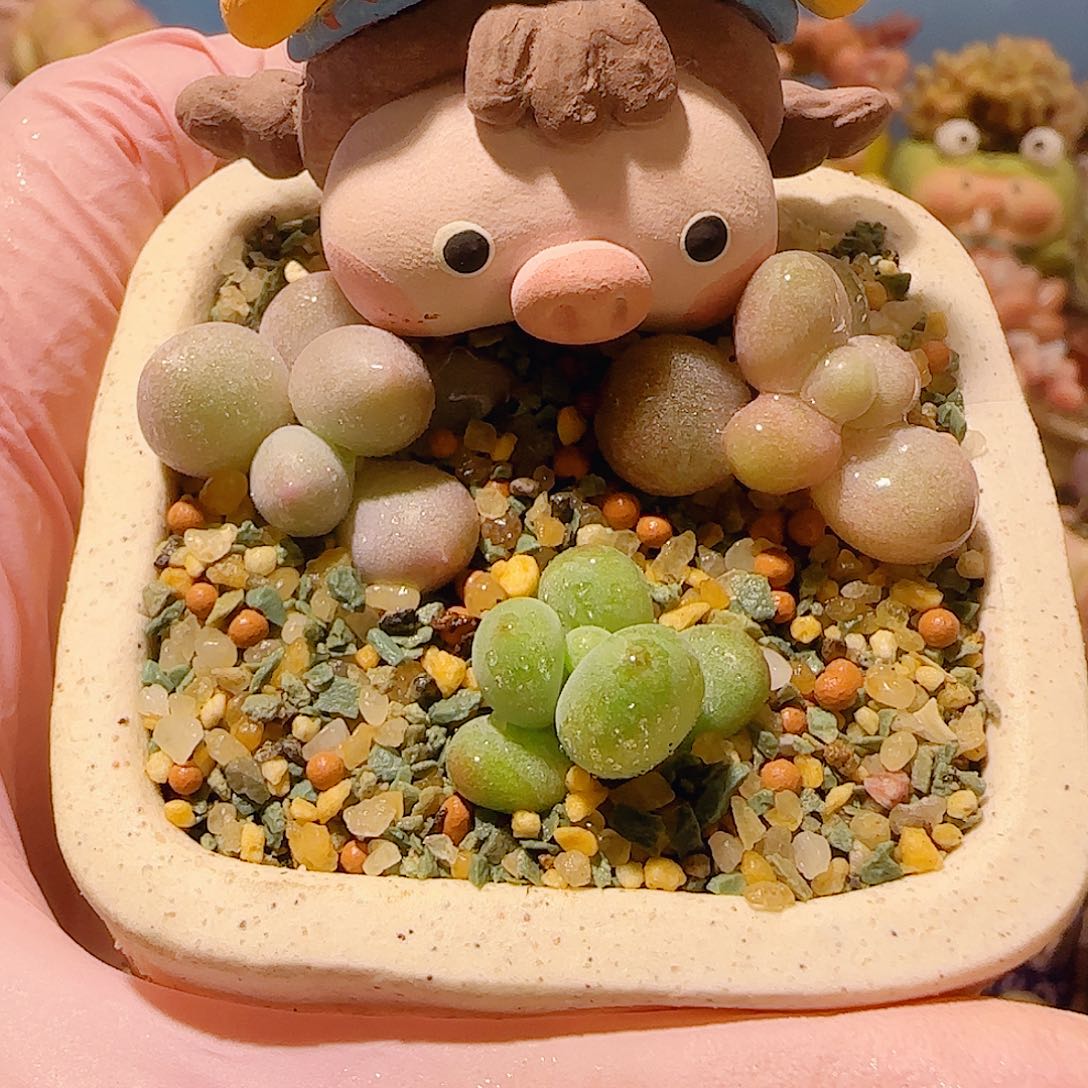 馨***～T三色拼盘盆口4cm一减运费