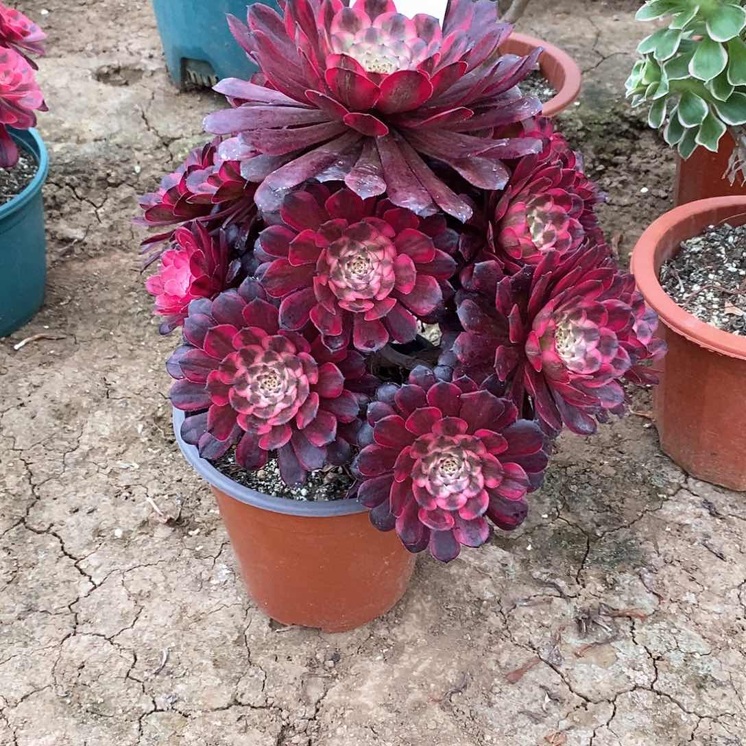 红金刚935多肉法师植物