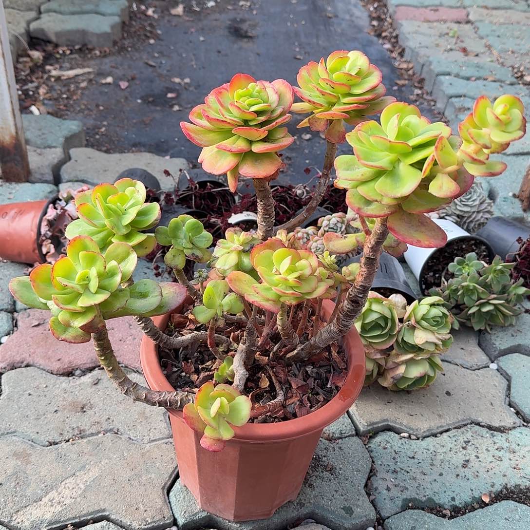 大号红梅多肉植物