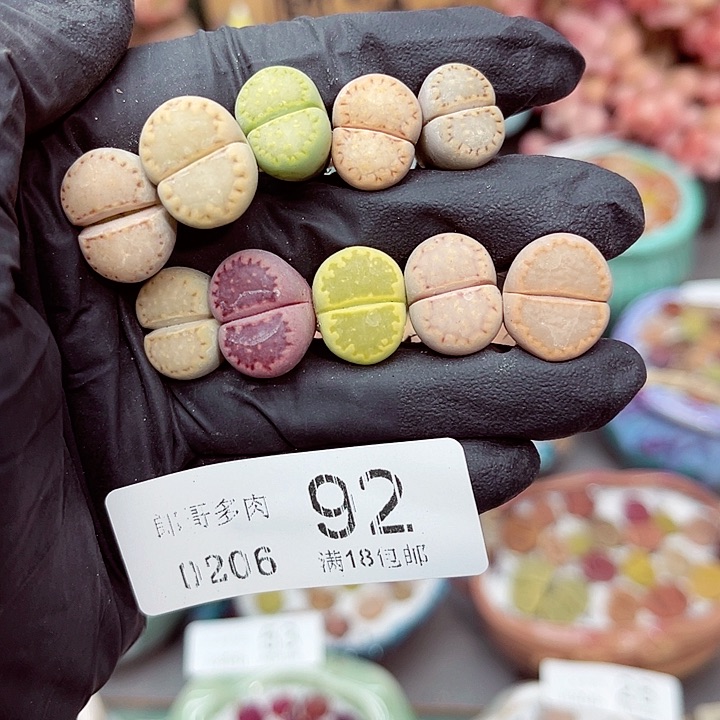 生石花满18包邮6-92