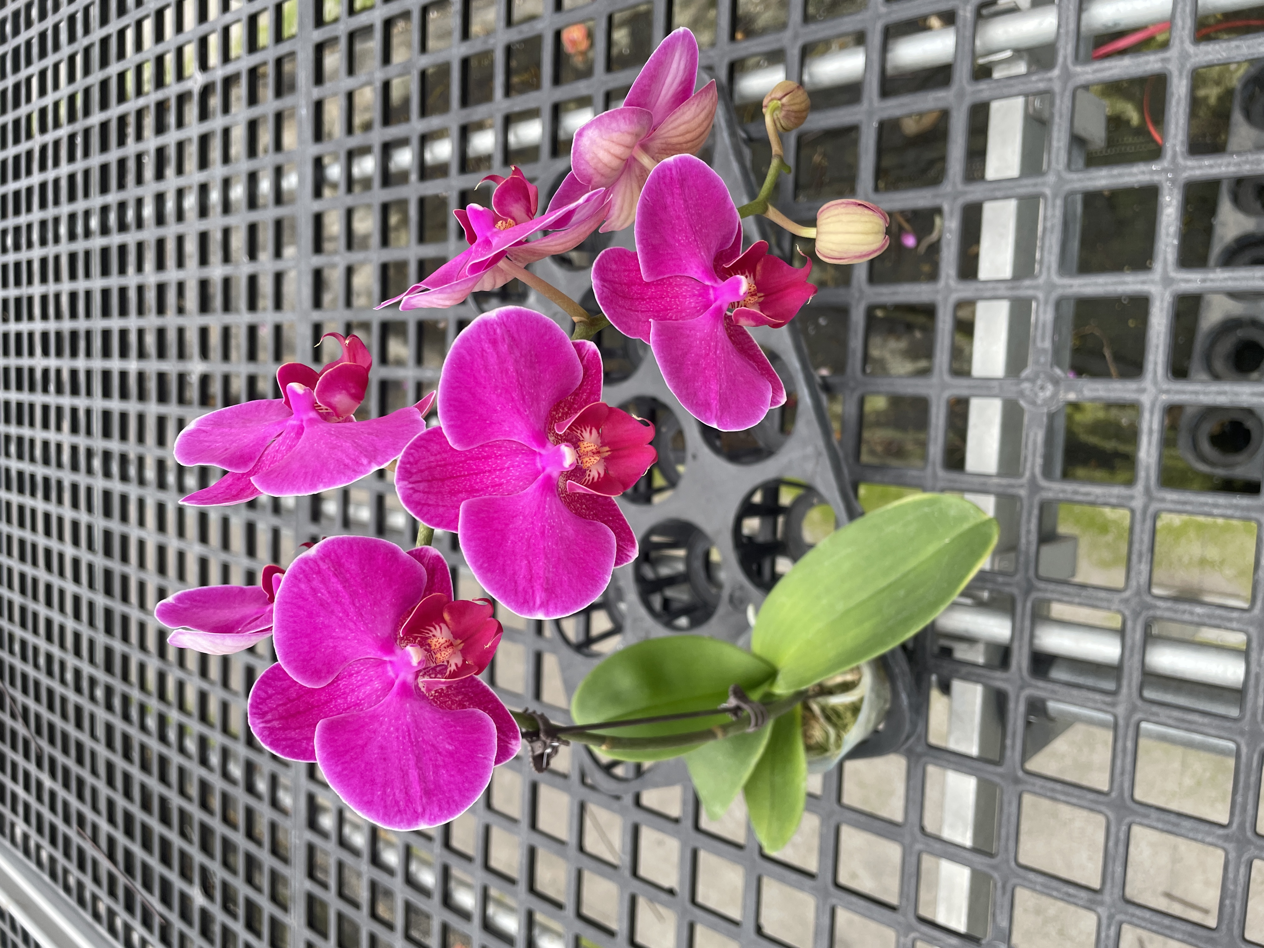 蝴蝶兰《红豆杉》开花带花苞室内花卉盆栽高品质观赏植物