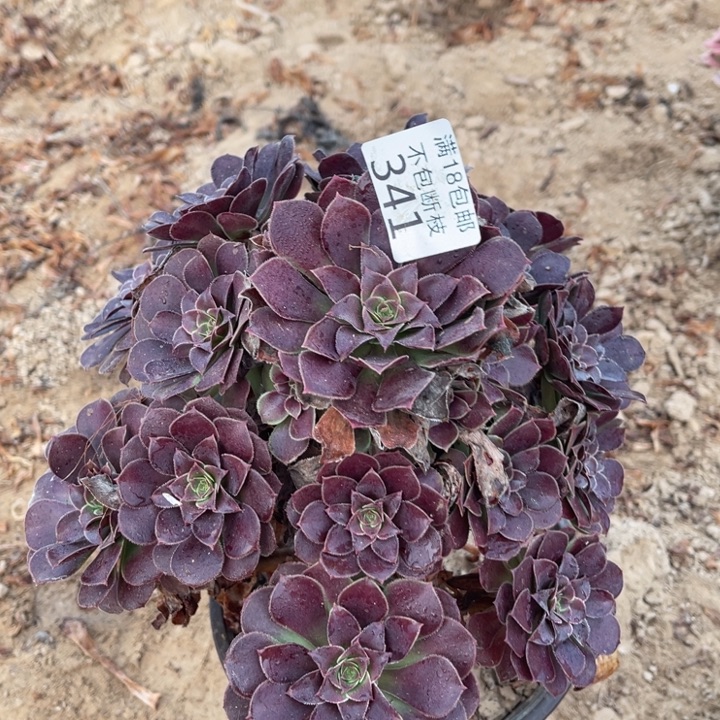 341荷兰玫瑰手捧4法师