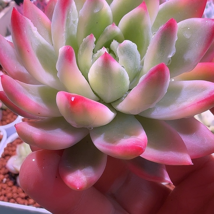 红狐锦多肉锦植物