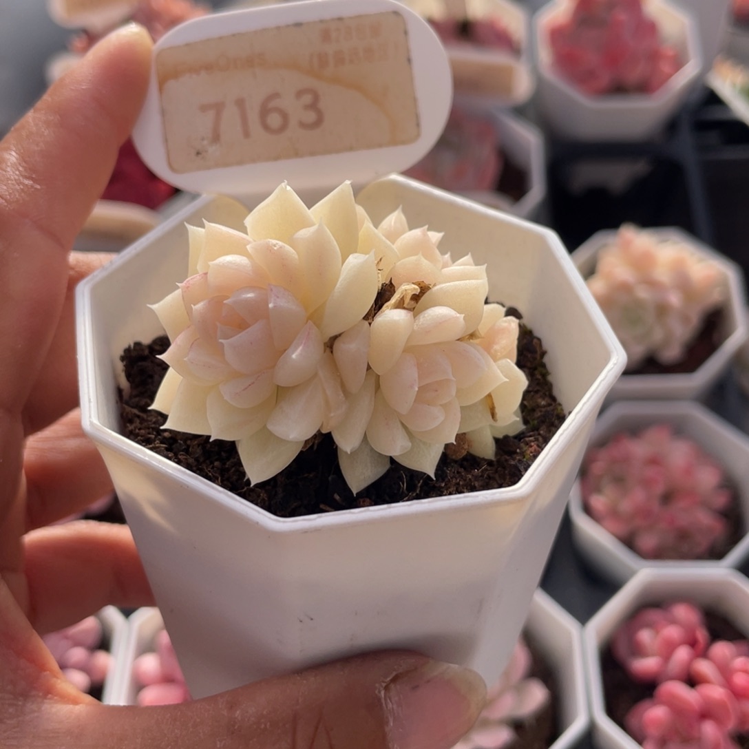 白天鹅群7163-4.5厘米