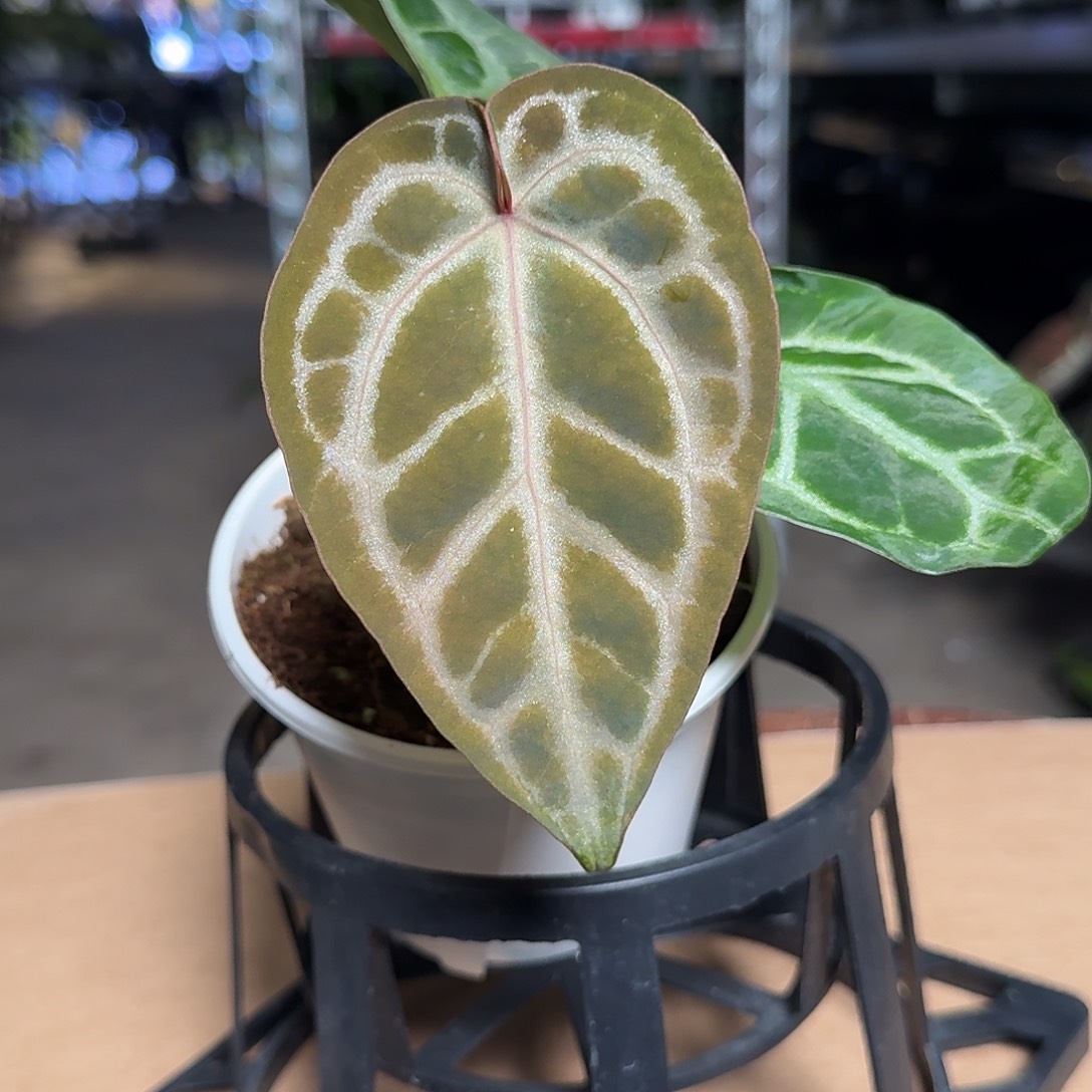 完全开放X56粉柠檬杂