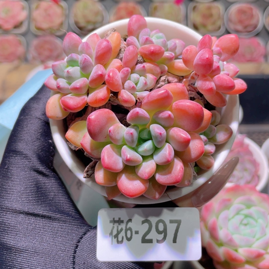 花利美6-297冰彤群