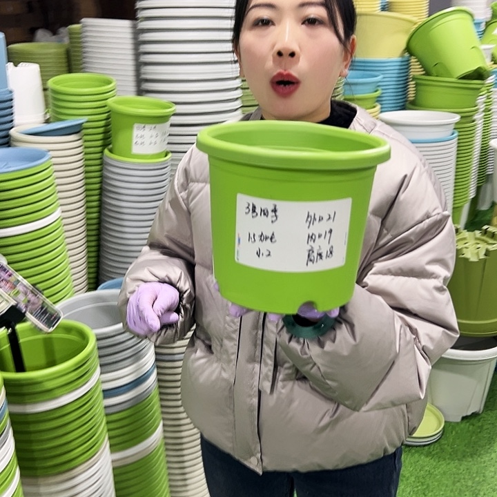 特价3号四季口21高18果绿10只无托