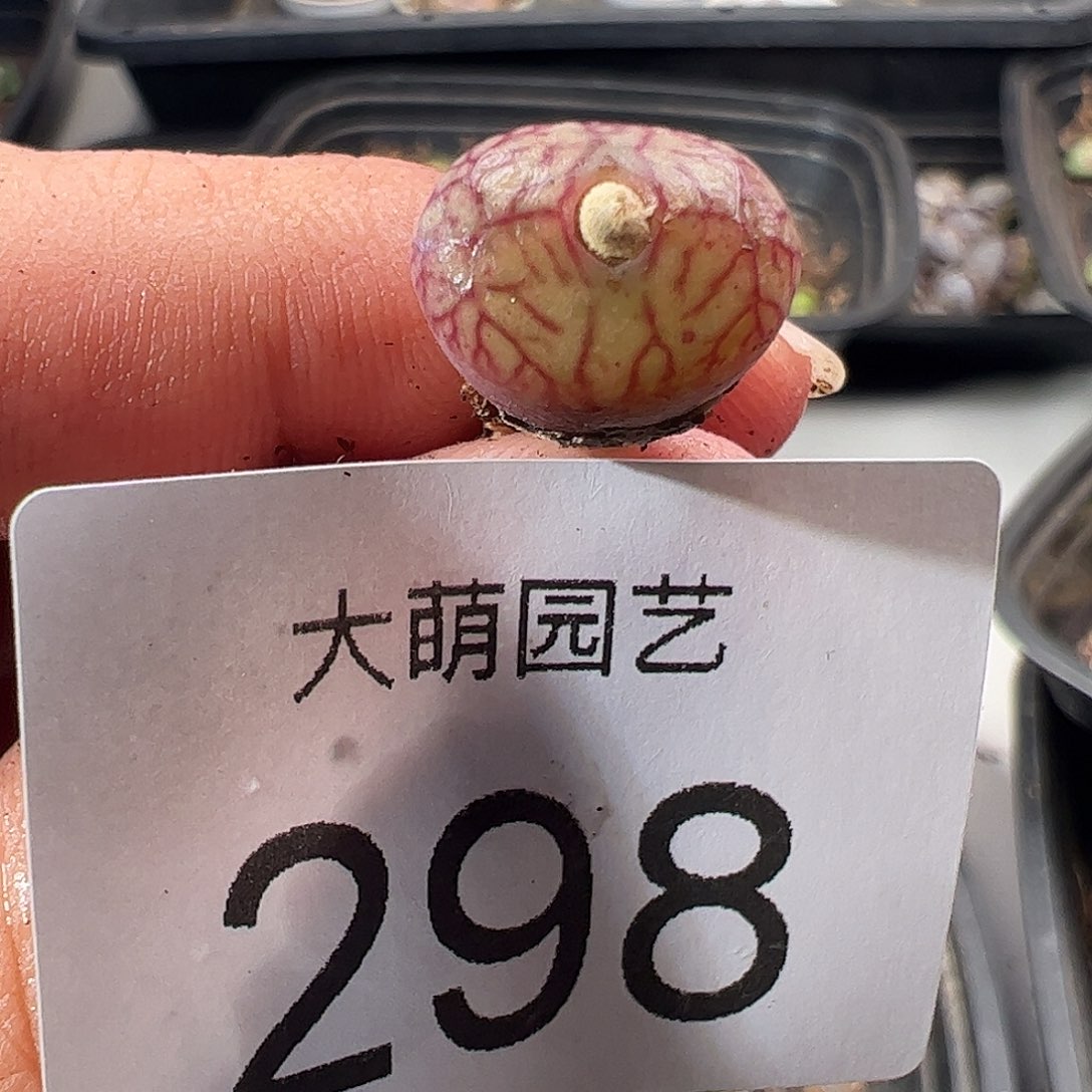一物一拍。     298