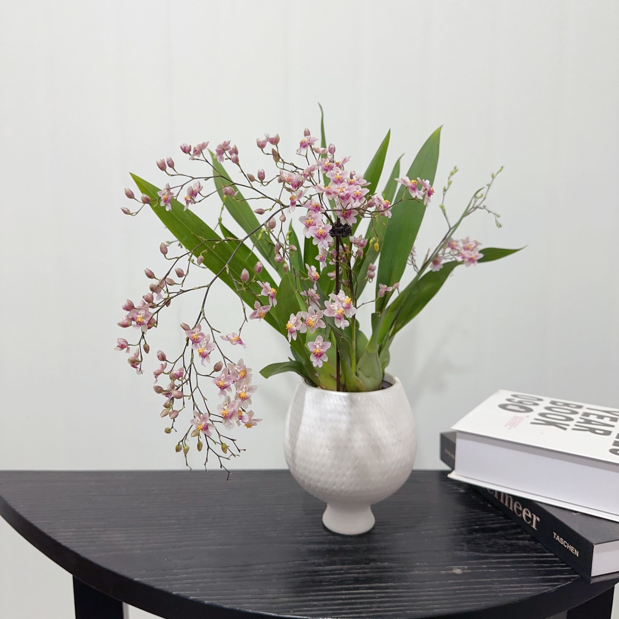 梦香兰粉紫色文心兰盆栽室内客厅办公室桌面观花花卉绿植