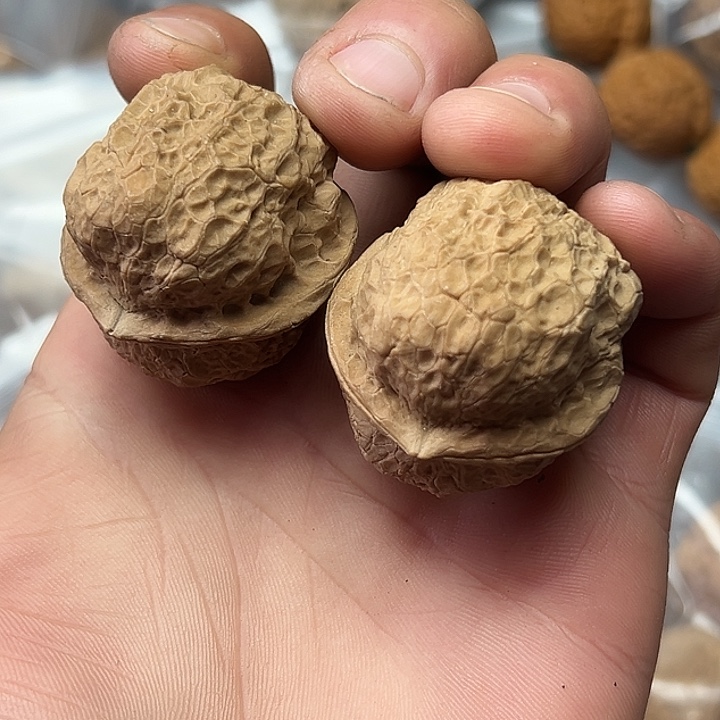 核桃40号荷叶金蟾38尺