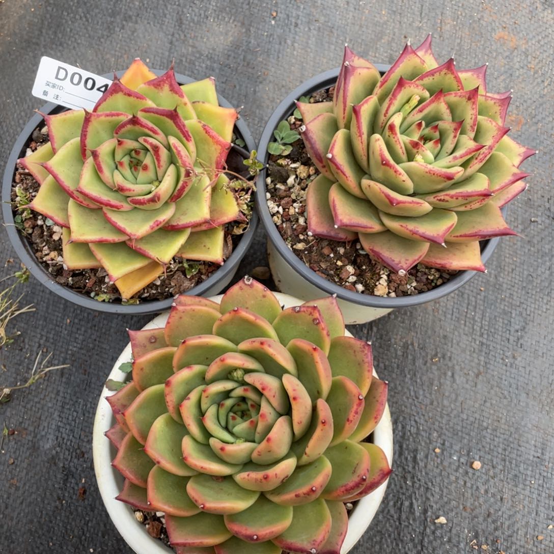 无花朵若如东云组拍D004