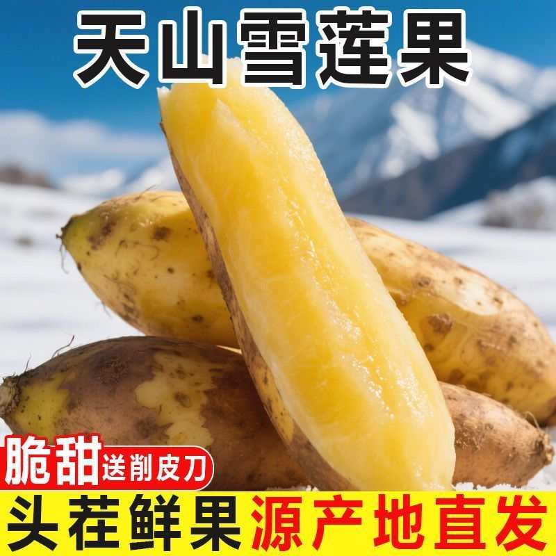 正宗云南天山雪莲果现挖应季新鲜清甜可口带箱3/5/9斤