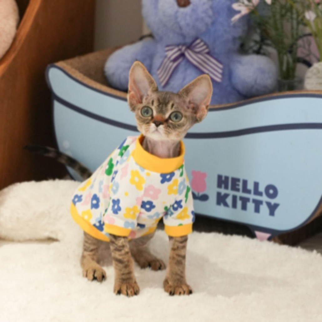 棕虎斑德文宠物妹妹 小桃子 全款8800