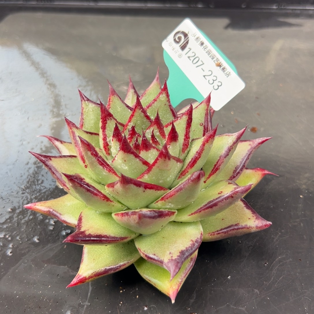 从前慢花园多肉编号1207-233