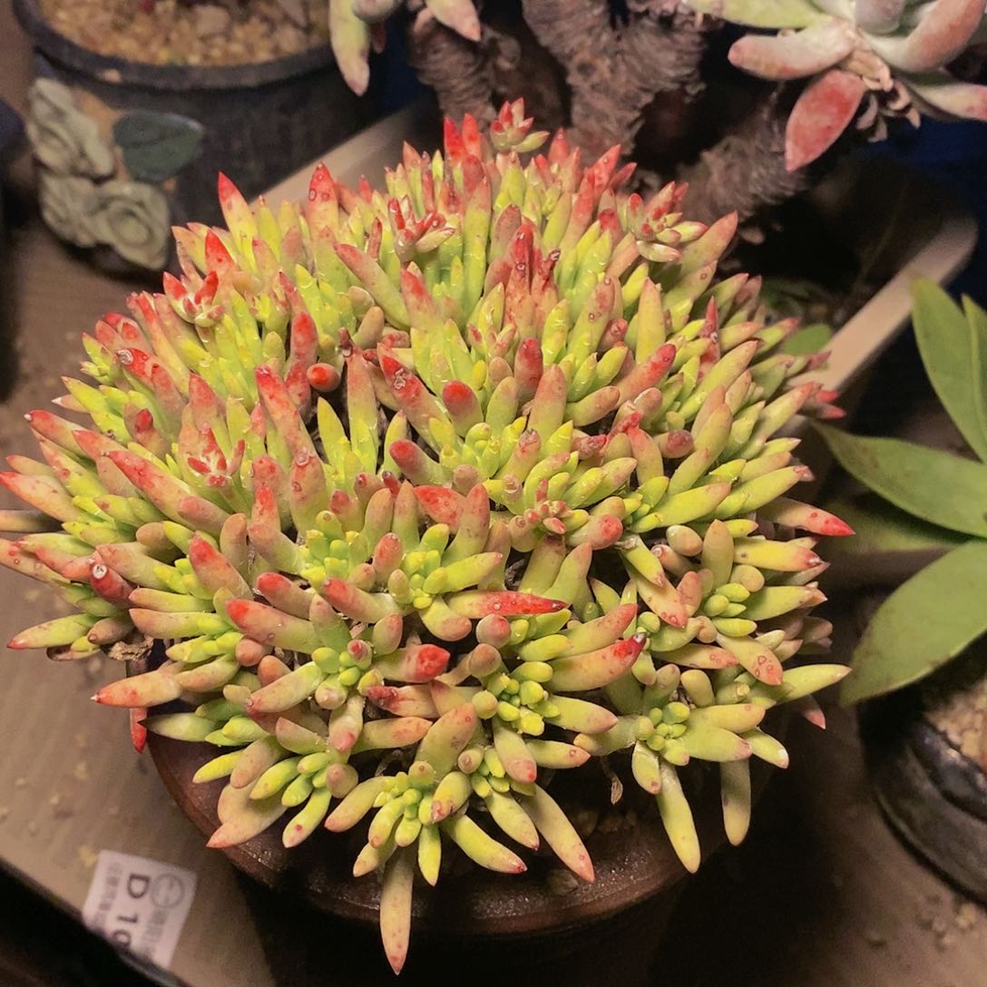 【闪购商品】哈哈哈哈维斯辛达1237多肉