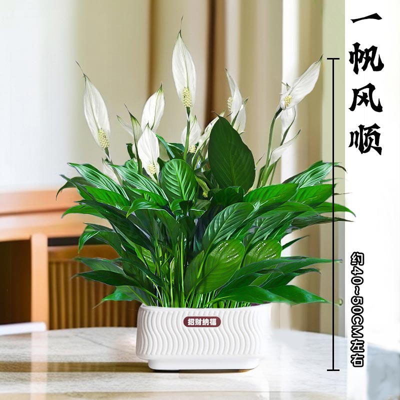 【一帆风顺】花卉绿植（约40~50CM）盆栽土培白掌室内好养