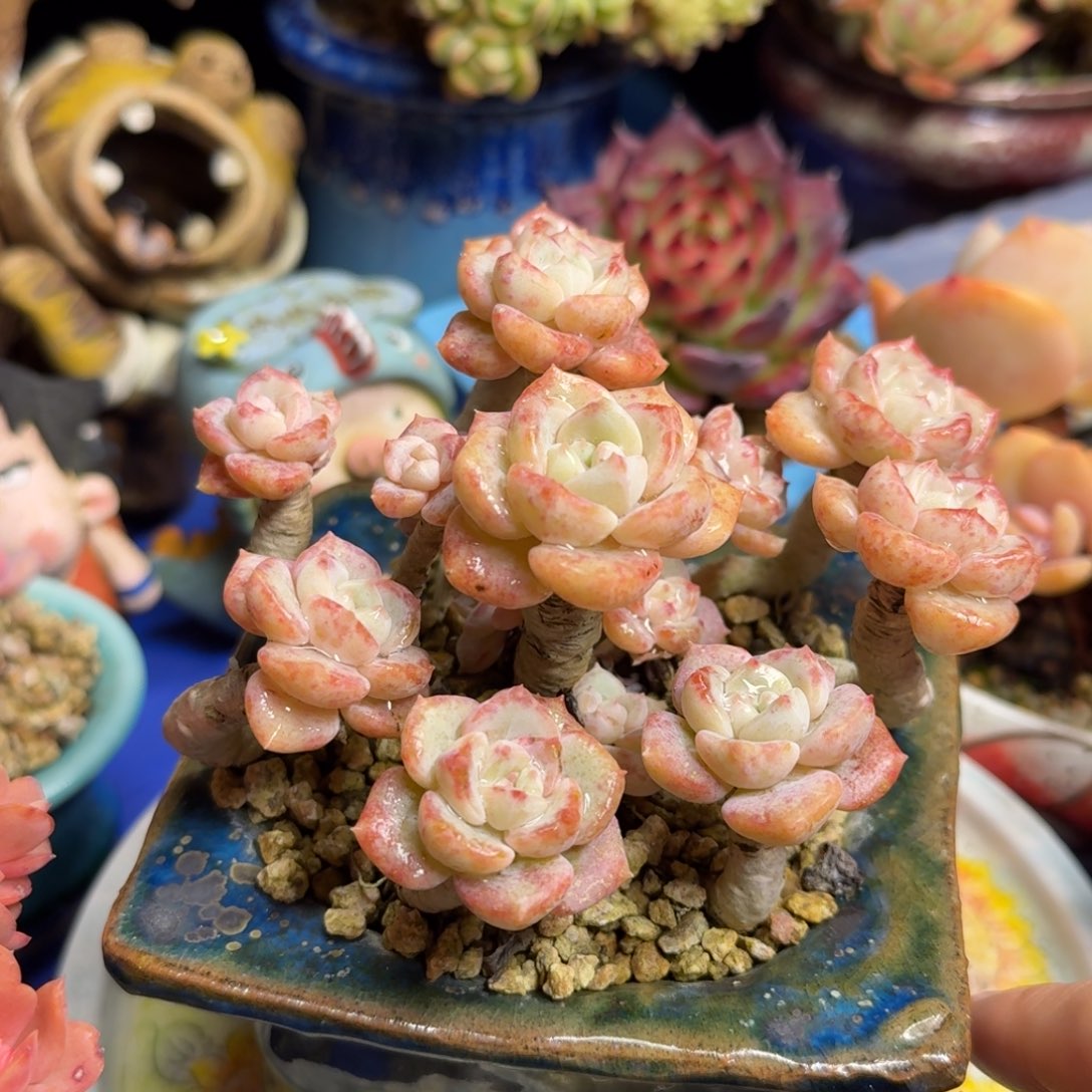 仲夏夜之梦带盆一图一物拍不退不换满68包顺丰