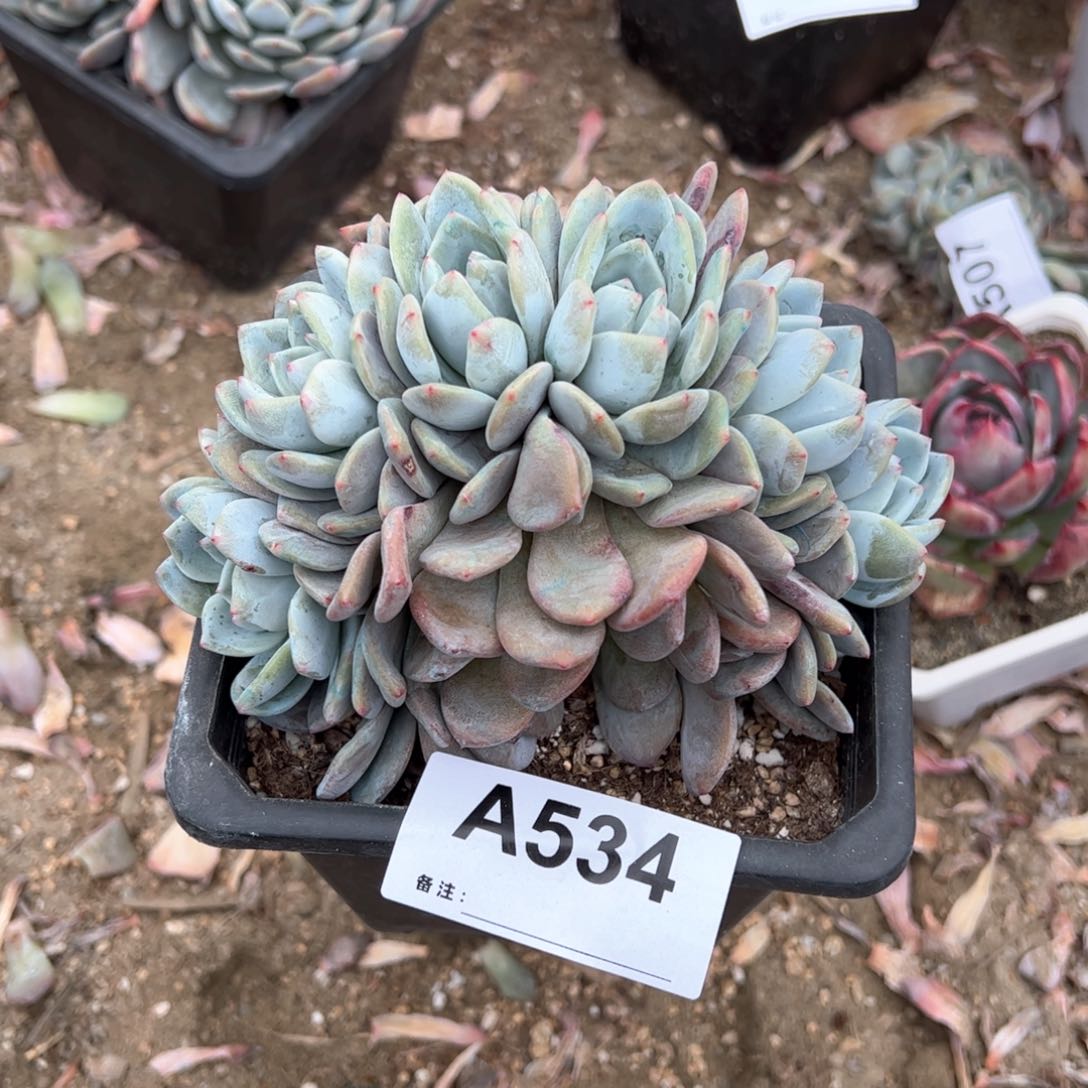 叮**～534 多肉多肉多肉多肉多肉