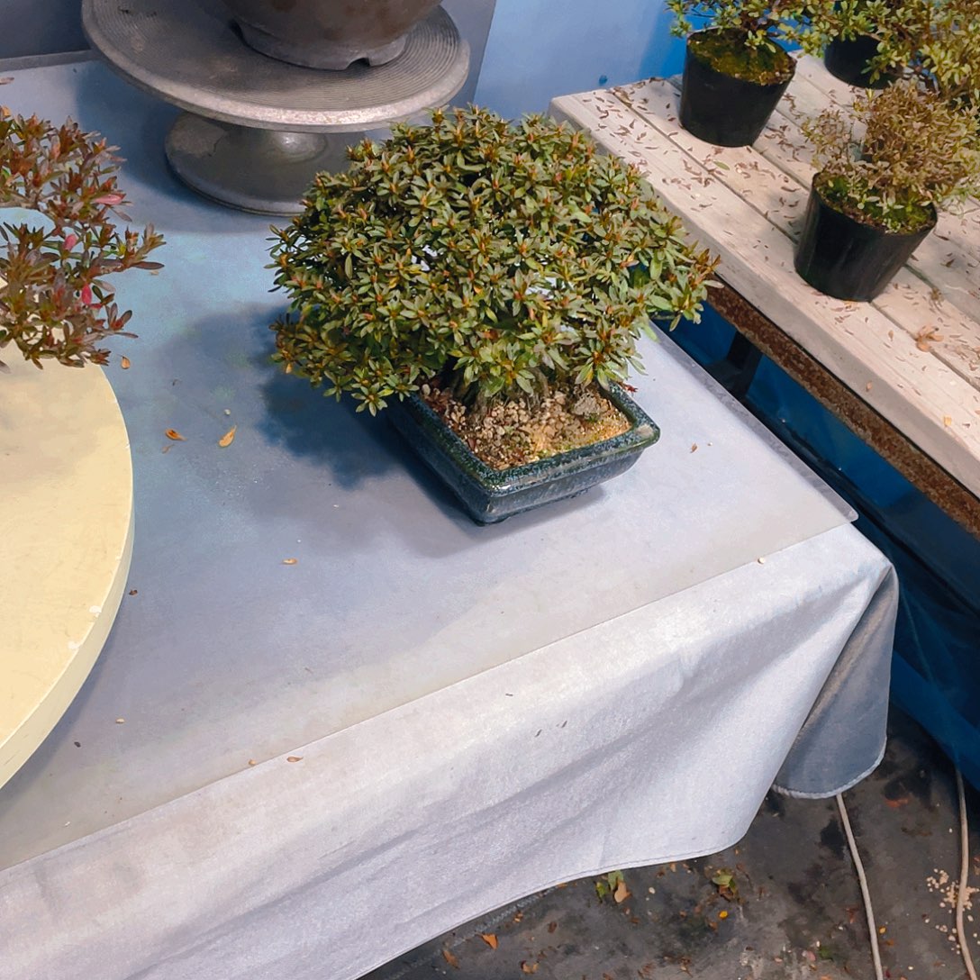 别***无花朵皋月杜鹃花金采