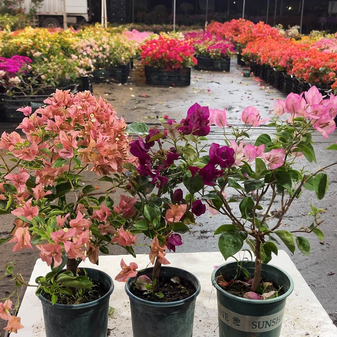 大部分花苞少量开放所罗门，黑暗行者，五宝