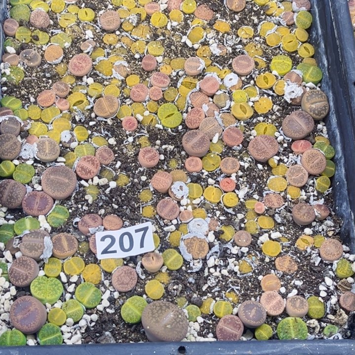 207 生石花一物一图如图