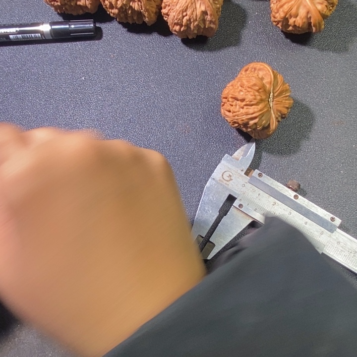 野***猫白狮子111111111111