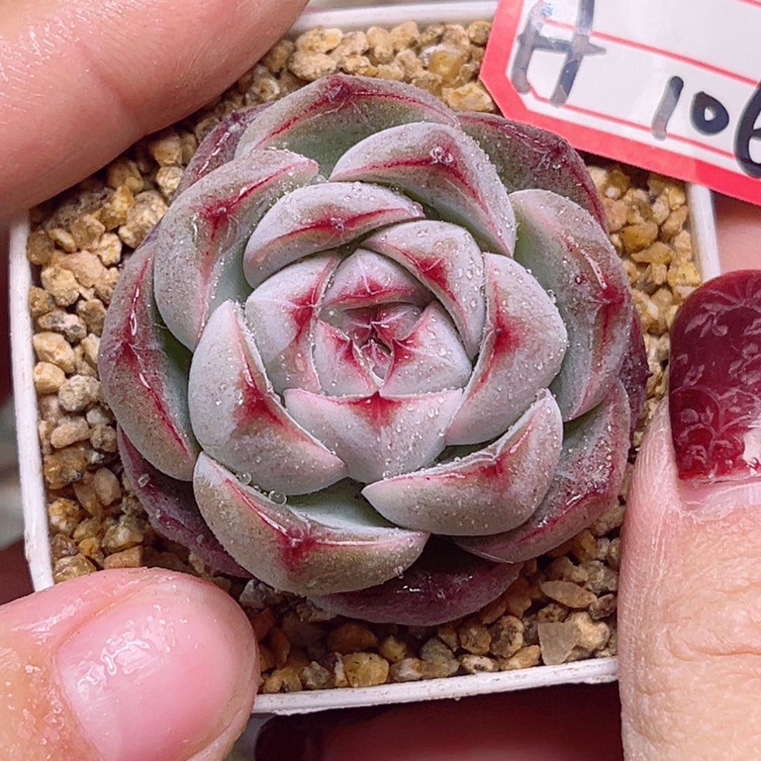 H106一物一拍 冷萃