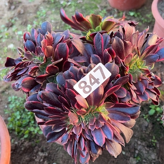 玉***兔多肉植物一个欧嘉莉847