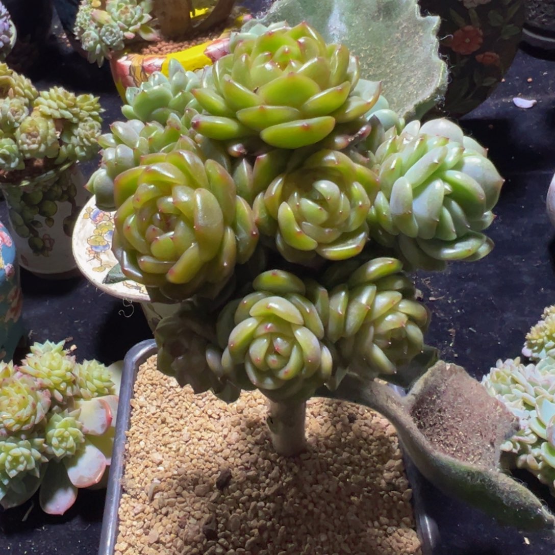 大***！天天开心天天开心