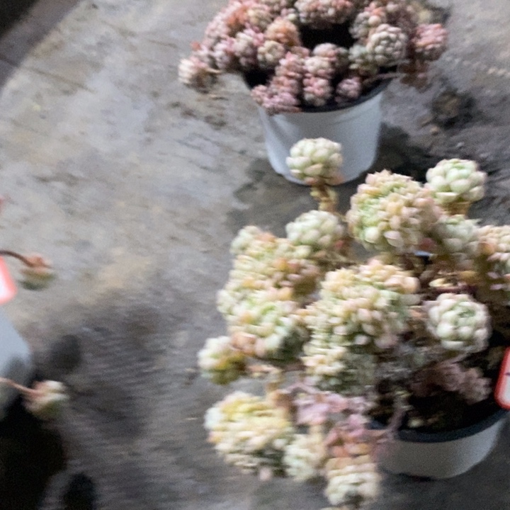 平*一物一拍羊脂球多肉101