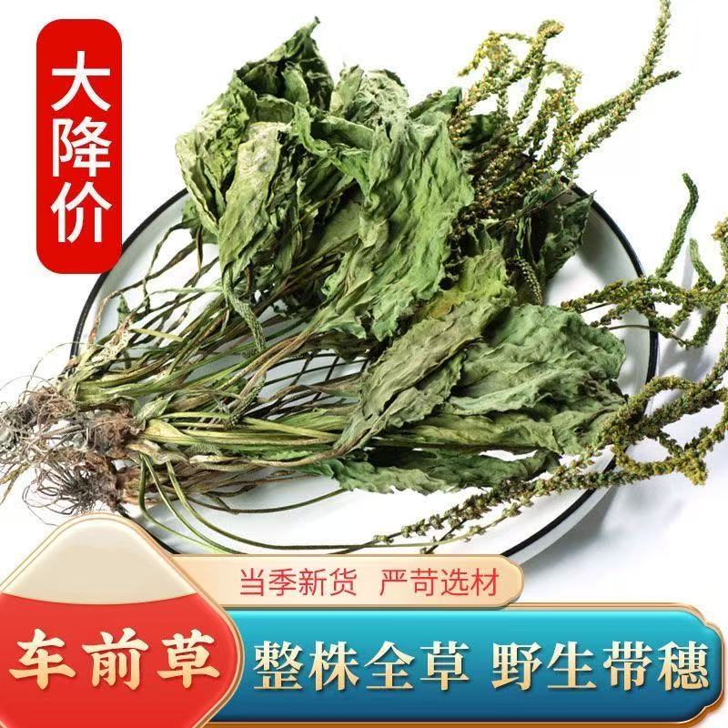 车前草泡茶原材料泡水正宗车前草新货车前草晒干车前草煮水