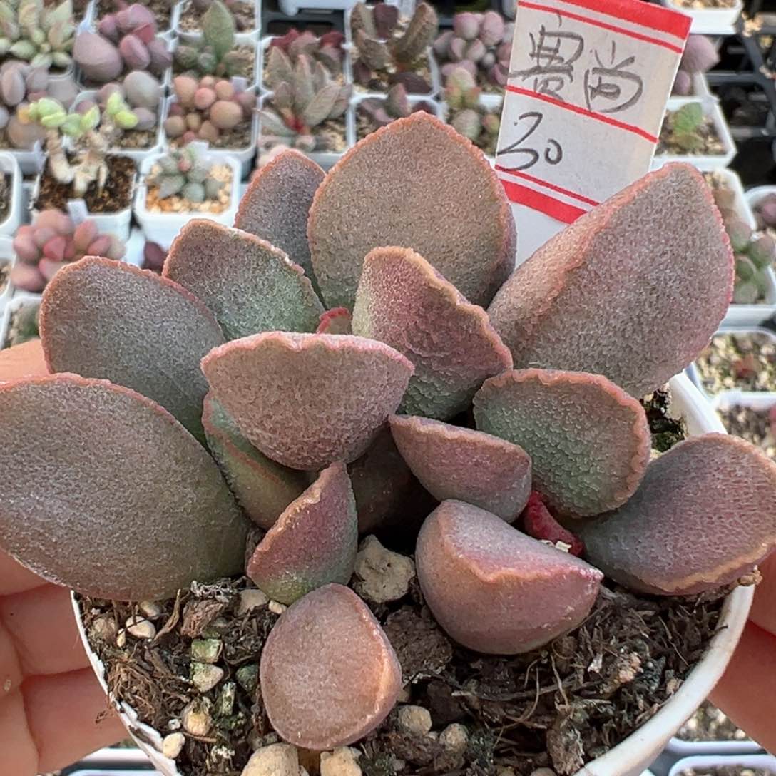 塞尚多肉植物水泡