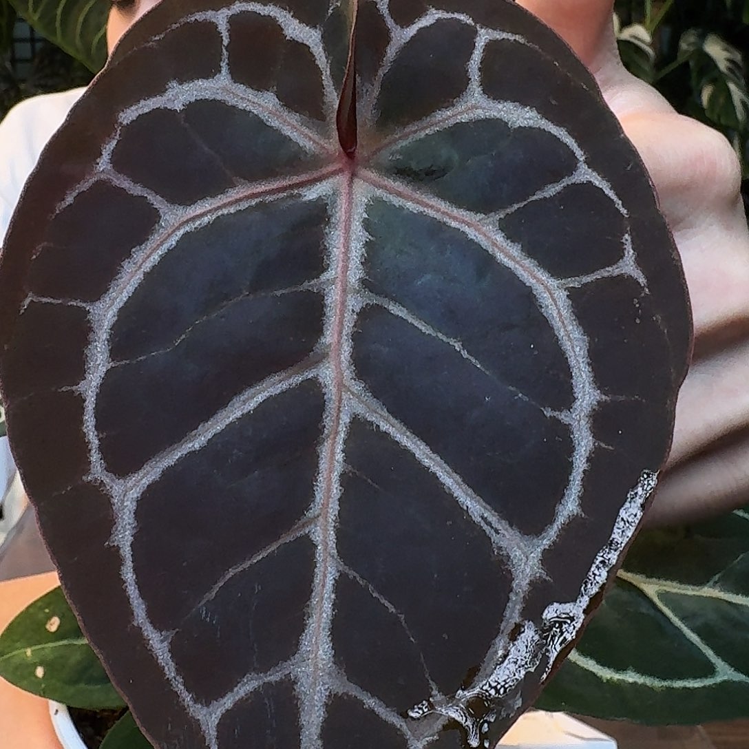 完全开放I38zara米歇尔杂小钻石