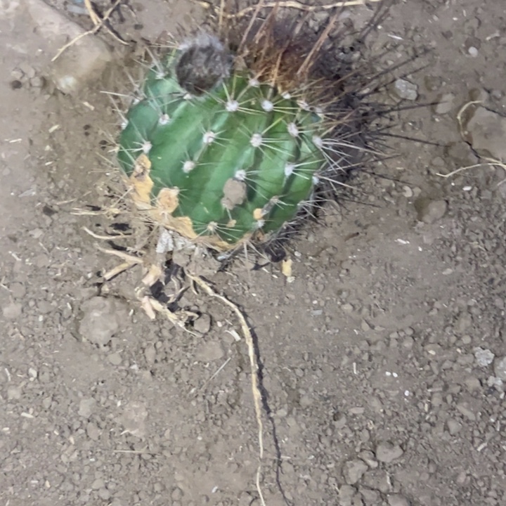 顺*清清温淳根带花瑕疵22