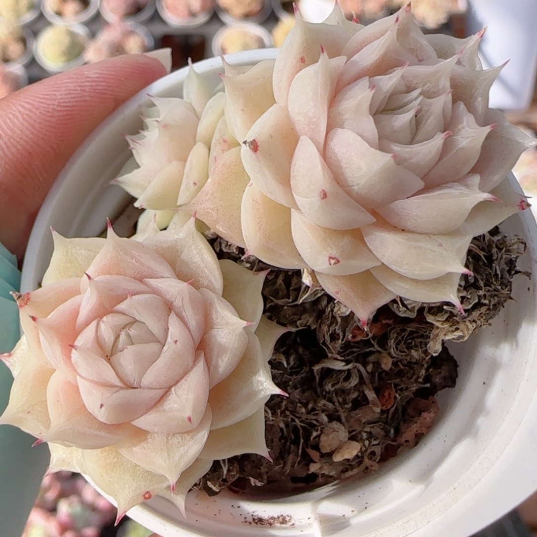 花语多肉0104-311散