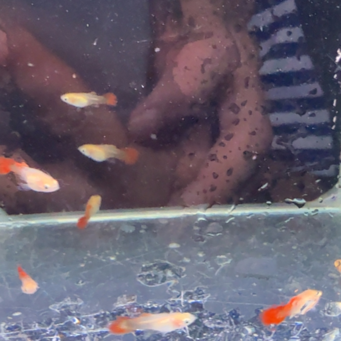 海水黄暴球苗子孔雀鱼
