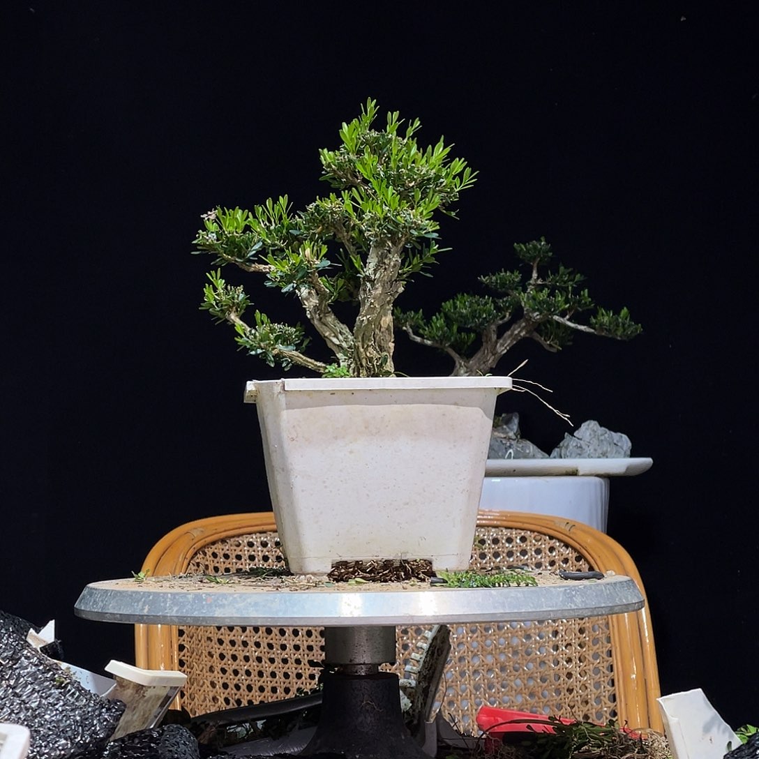 无花朵广东雀舌黄杨盆景土球发