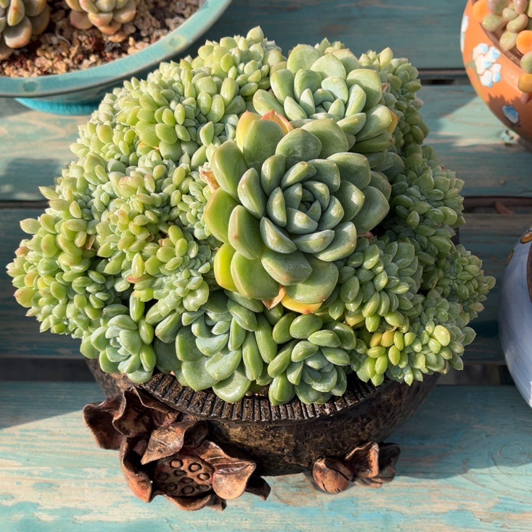 奶油美人缀一物一拍