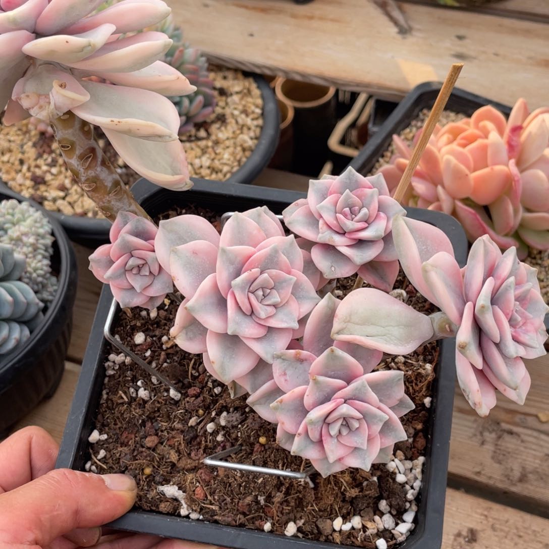 淘多肉紫乐锦一个